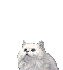 kissa animoituja-kuvia-gif